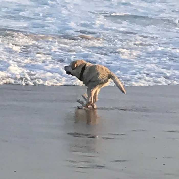 Pano-Dog-Wave Animal Picture Fail Dog With Chicken Feet