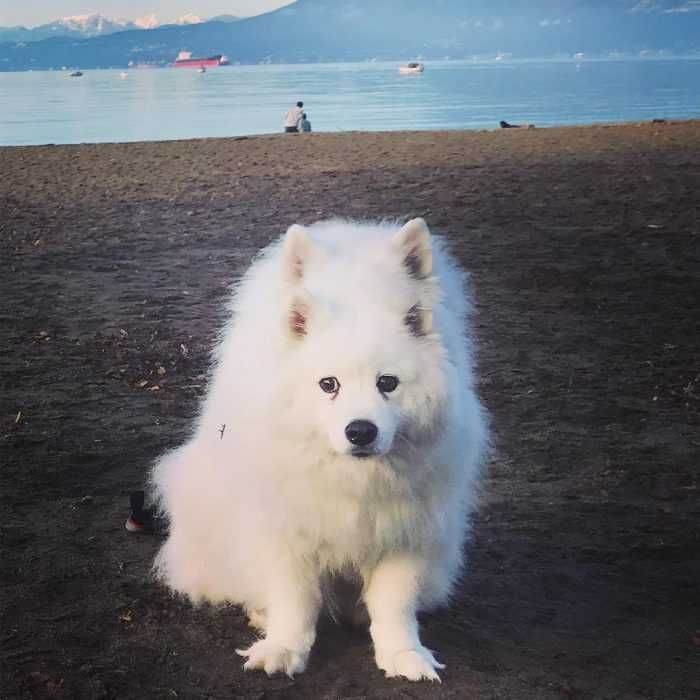 Pano-Fluffy-Dog Animal Picture Fail 4 Eared Dog