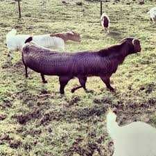 Pano-Goat Animal Picture Fail 7 Legged Goat