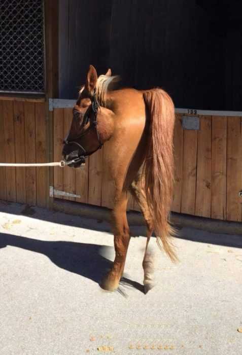Pano-Horse-Fail Animal Picture Fail Another 2 Legged Horse