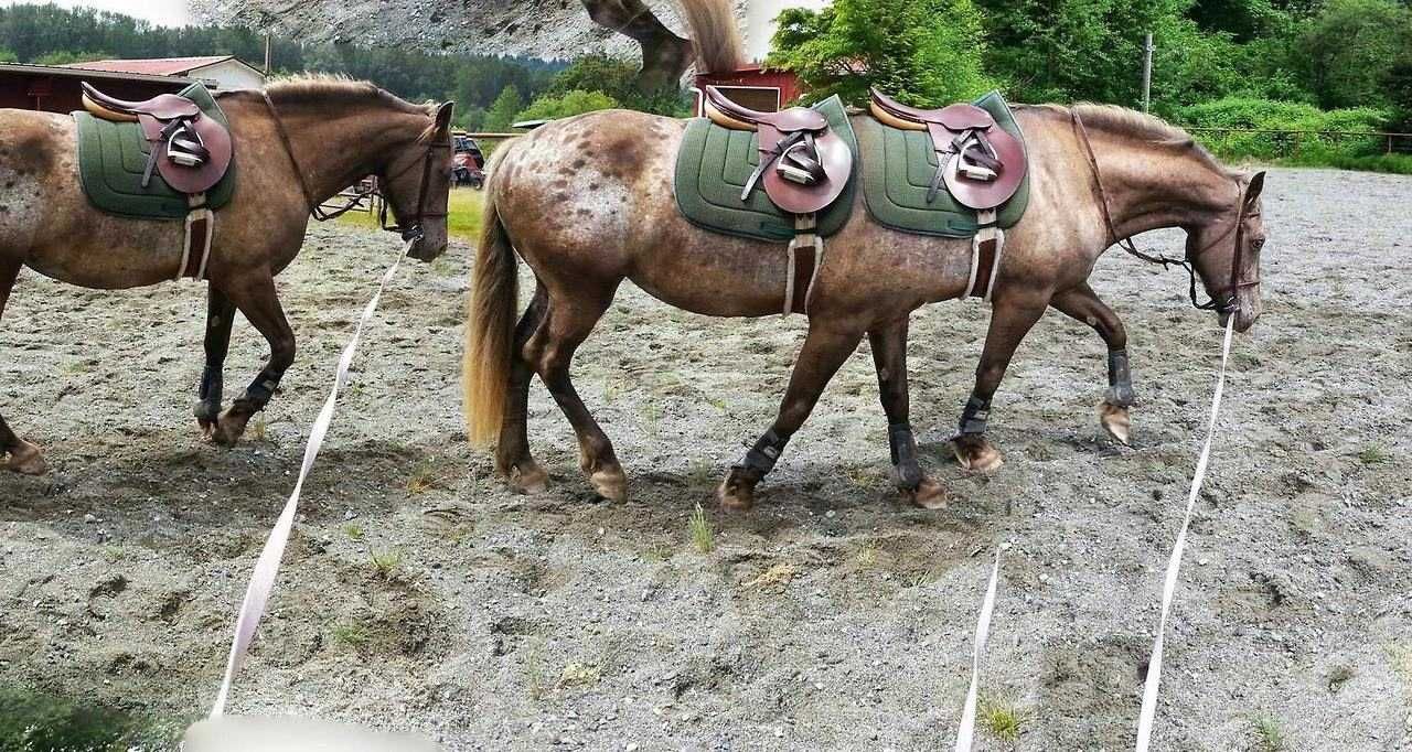 Pano-Horse-Horse Animal Picture Fail 6 Legged Horse