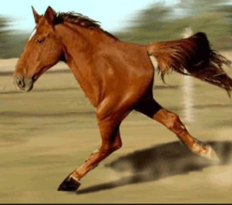 Pano-Horse-Run Animal Picture Fail 2 Legged Horse