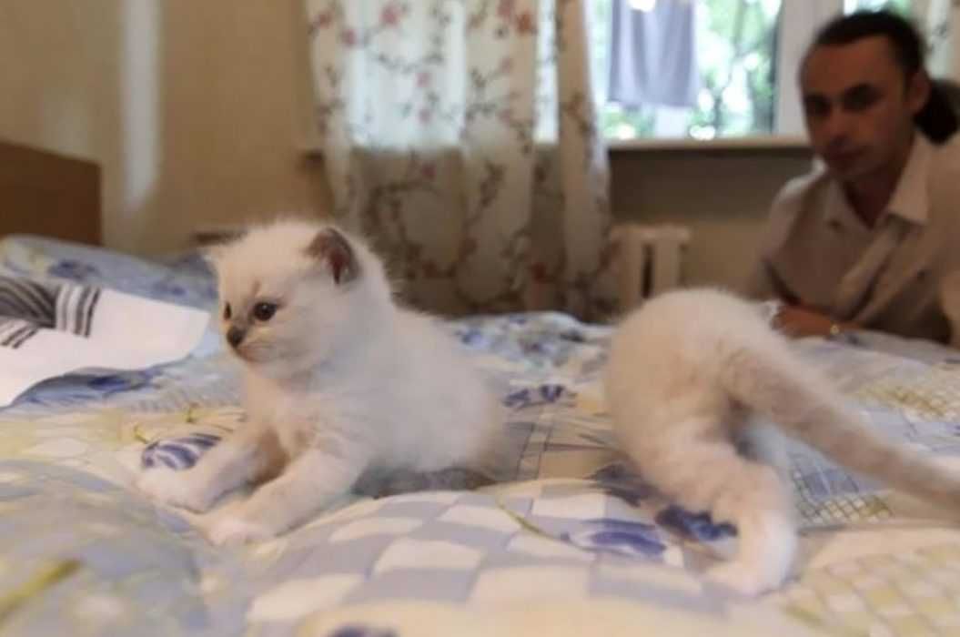 Pano-White-Cat Animal Picture Fail 2 Part Kitten