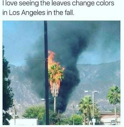 Wildlife-Leaves California Wildfire Meme Even Fall Leaves Changing Color Looks Hollywood