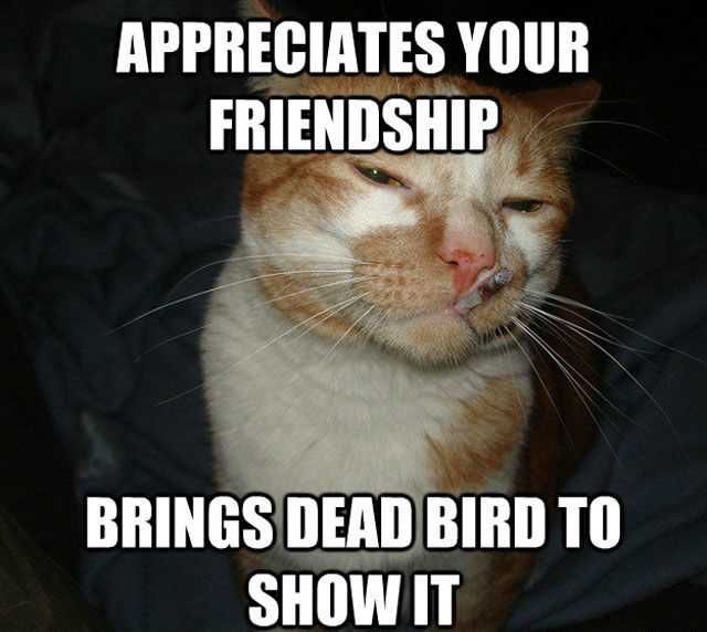 Zoo-Appreciates-Friendship Funny Animal Memes Cat With Attitude