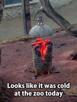 Zoo-Cold-At-Zoo Funny Animal Memes Weasel Heater