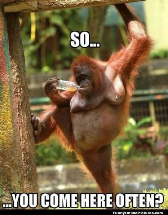 Zoo-Come-Here-Often Funny Animal Memes Orangutan Pick Up Line