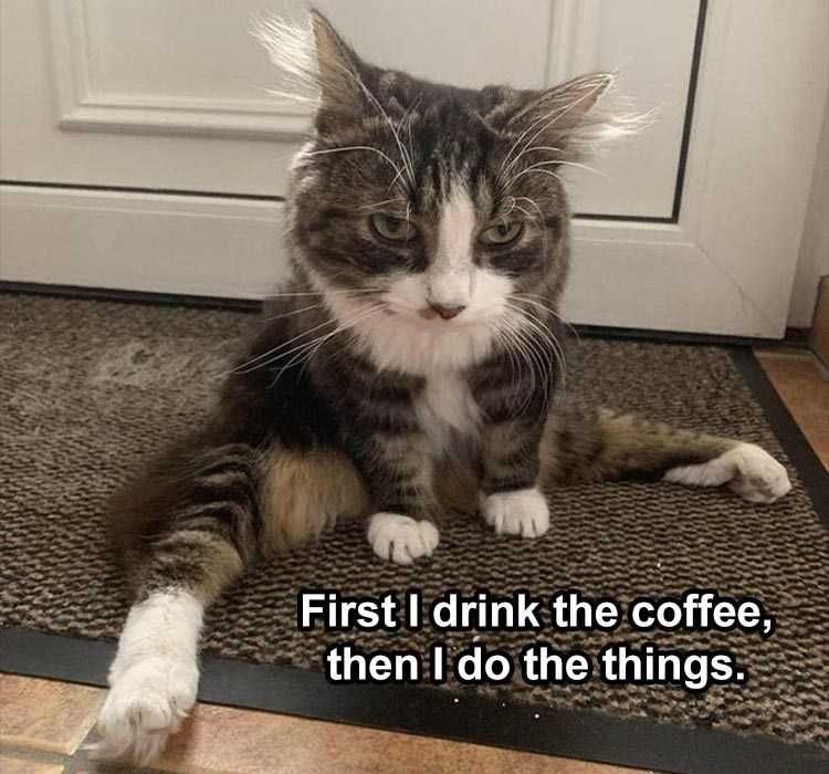 Zoo-Drink-Coffee-Things Funny Animal Memes But First Coffee Cat Style