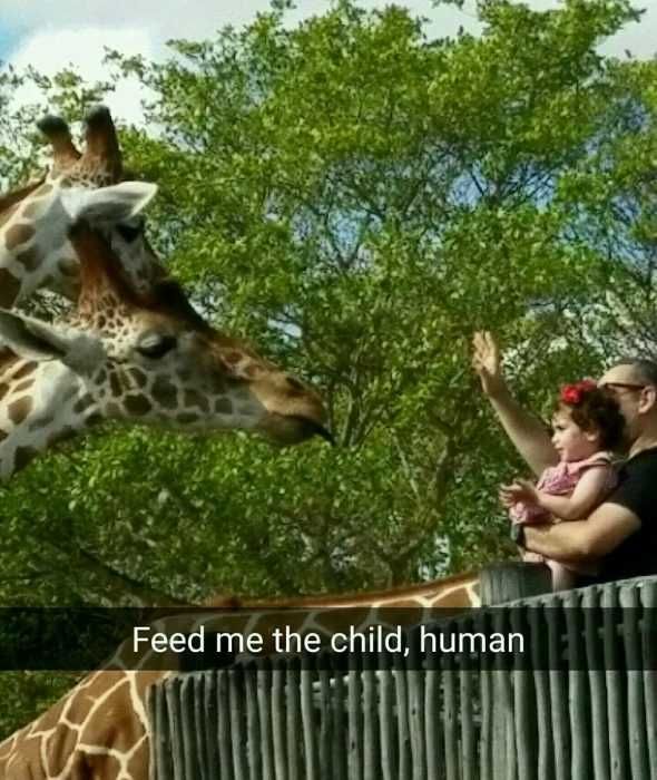Zoo-Feed-Me Funny Animal Memes Giraffe Feeding Time