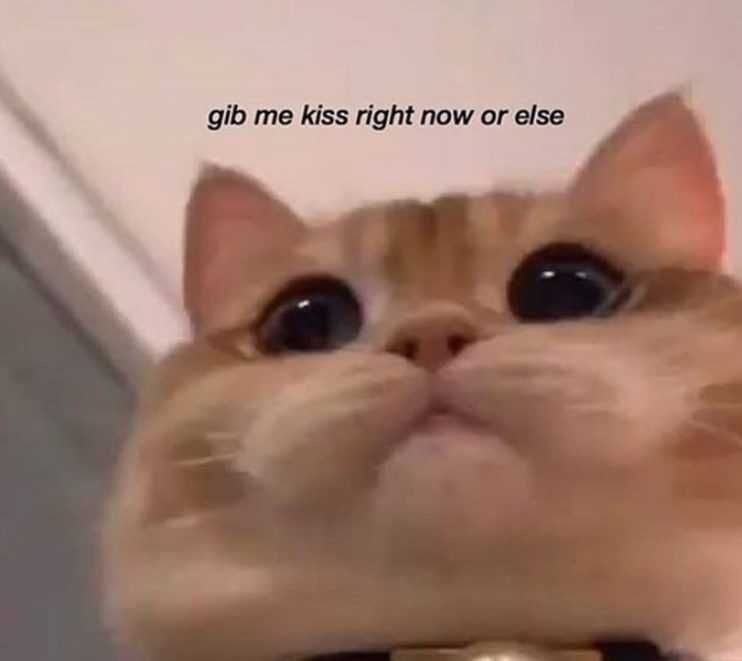 Zoo-Give-Me-Kiss Funny Animal Memes Kiss Ultimatum Eyes