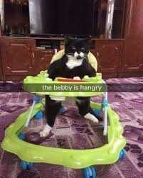Zoo-Hangry Funny Animal Memes Hangry Cat