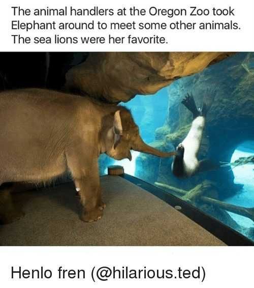 Zoo-Hello-Elephant Funny Animal Memes Elephant Meets See Lion