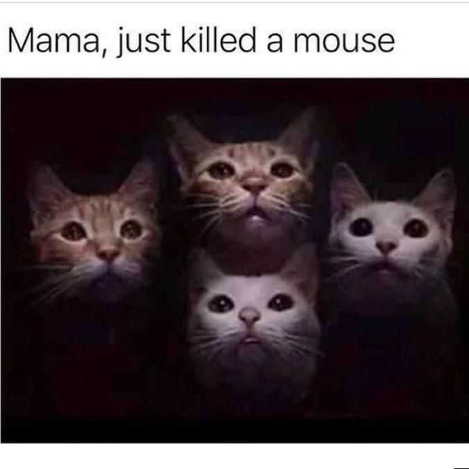 Zoo-Just-Mouse Funny Animal Memes Mouse For Lunch