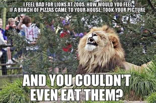 Zoo-Lion-Pizza Funny Animal Memes Putting Yourself In A Lions Shoes Meme