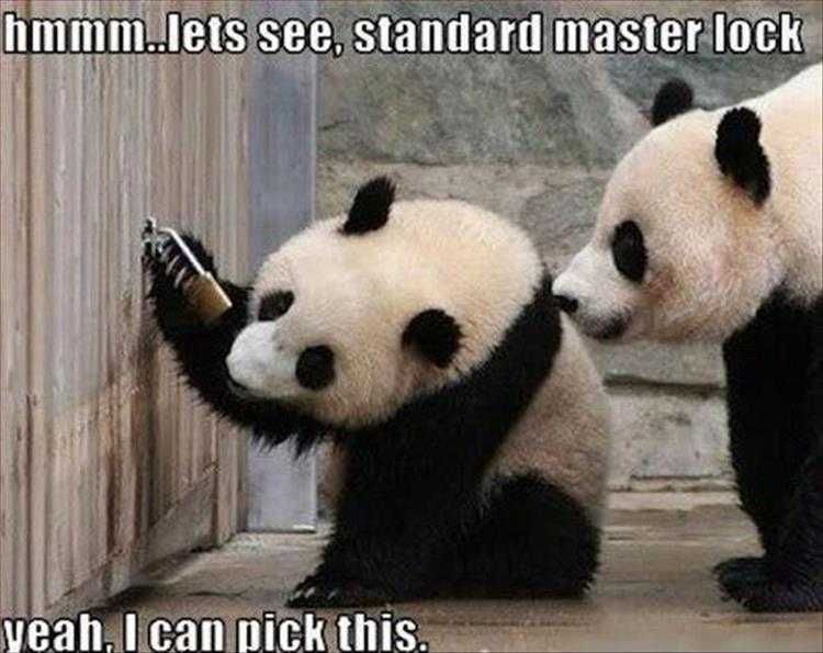 Zoo-Pick-This Funny Animal Memes Lock Picking Panda