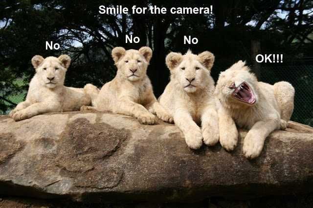 Zoo-Smile-Camera Funny Animal Memes Photogenic Lion