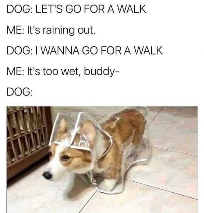 Zoo-Too-Raincoat Funny Animal Memes Dog In Raincoat Ready For Walk