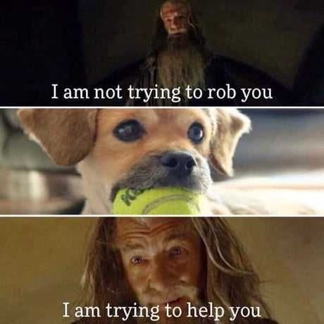 Zoo-Try-To-Help Funny Animal Memes Dog Does Not Believe Your Good Intentions