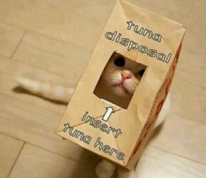 Zoo-Tuna-Disposal Funny Animal Memes Cat Up To Something Fishy