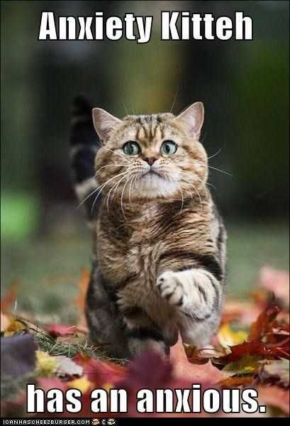 Fall-Anxiety-Cat Funny Fall Animal Pictures 1