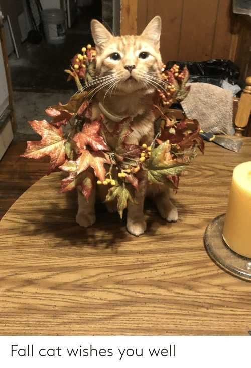 Fall-Cat-Wishes-You-Well Funny Animal Pictures 3
