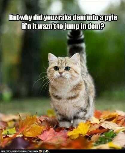 Fall-Jump-In-Pile Funny Fall Animal Pictures 3