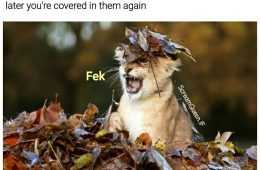 Fall Just Raked