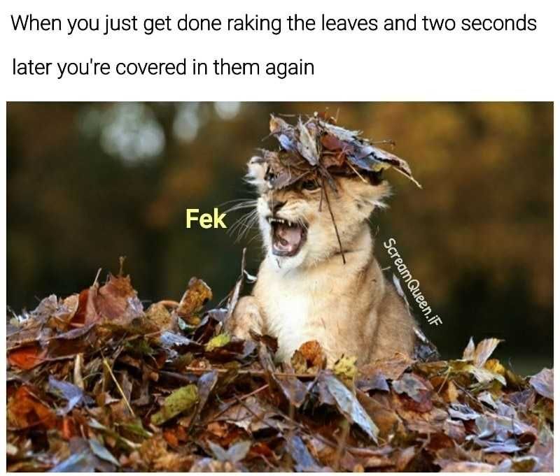 Fall-Just-Raked Funny Animal Pics 2