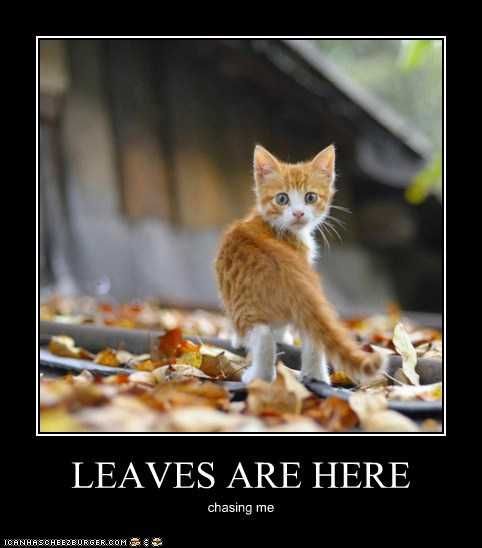 Fall-Leaves-Chasing Funny Autumn Animal Pictures 2
