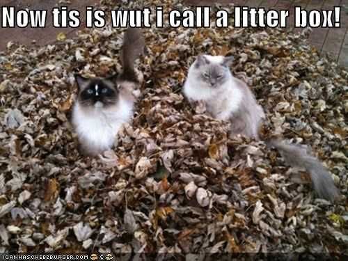 Fall-Litter-Box Funny Animal Pictures