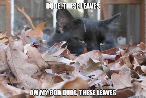 Fall-Omg-These-Leaves Funny Animal Pics 4