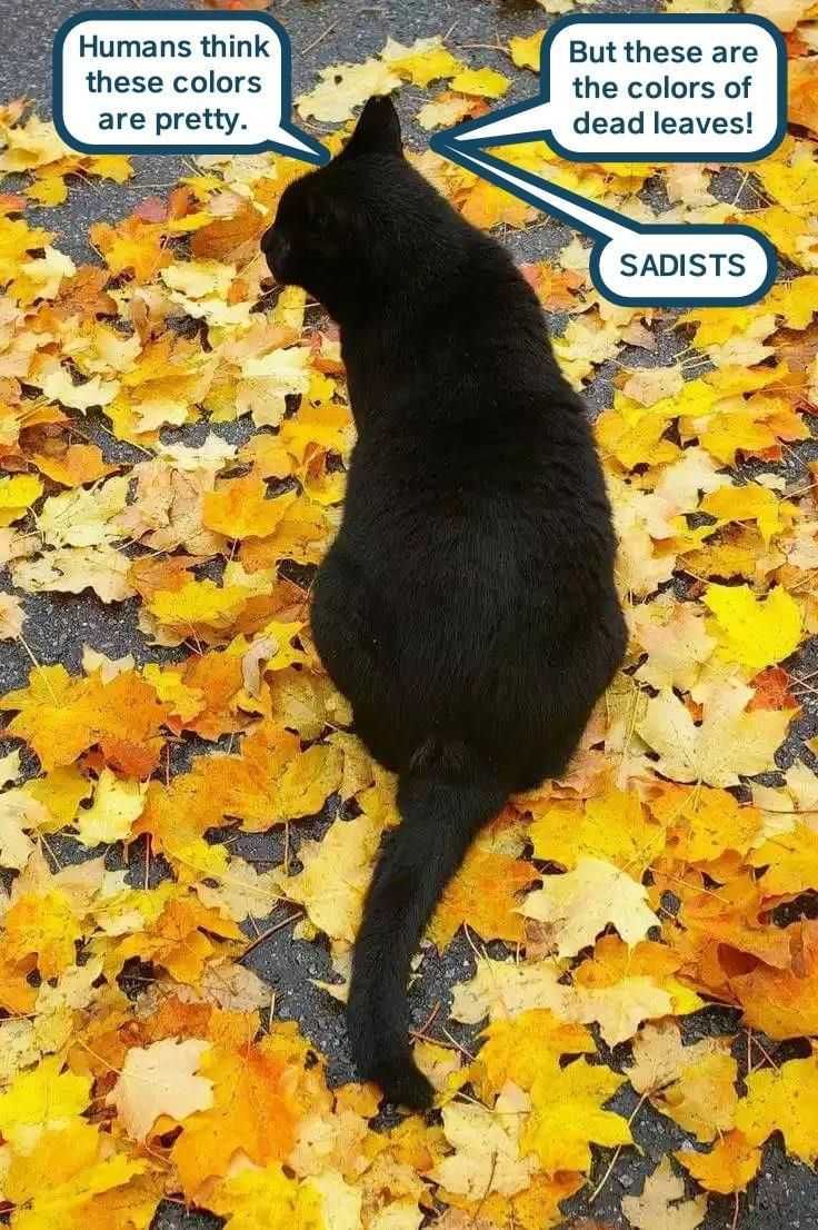 Fall-Sadist Funny Autumn Animal Pics 1