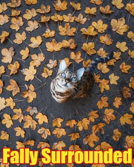 Fall-Surrounded Funny Fall Animal Pictures 2