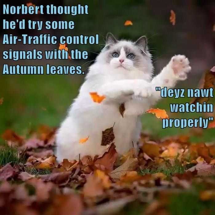 Fall-Traffic-Control Funny Animal Pics 3