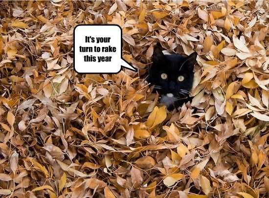 Fall-Your-Turn Funny Animal Pics 1