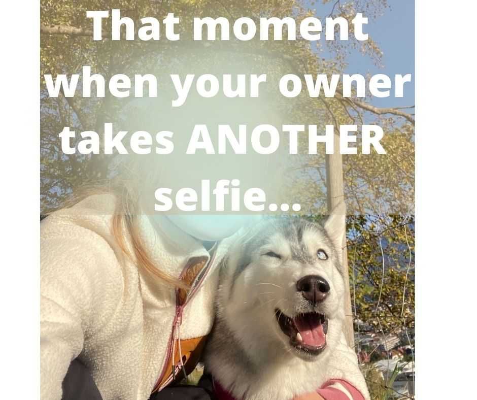 Smiling-Dog-Awkward-Smile-For-Selfie-Husky Smiling Dog Husky Smiling For Selfie With Owner Awkwardly