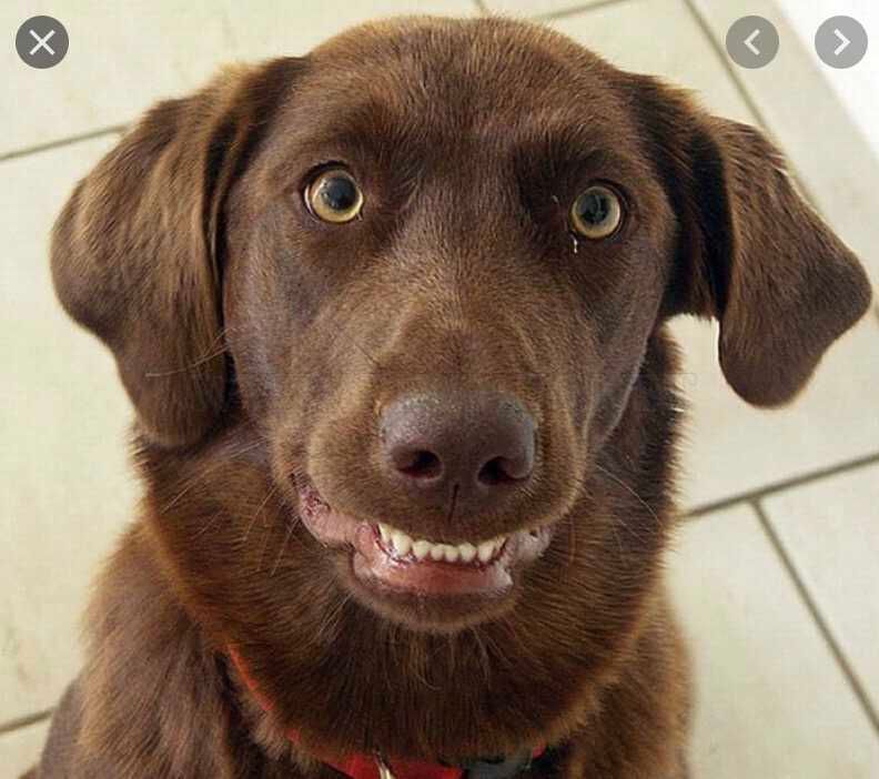 Smiling-Dog-Awkward-Toothy-Smile Smiling Dog Awkward Toothy Smile