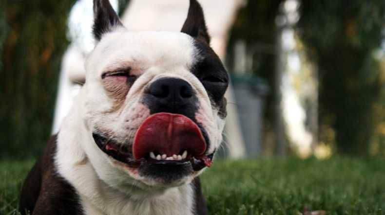 Smiling-Dog-Bulldog Smiling Dog Bulldog