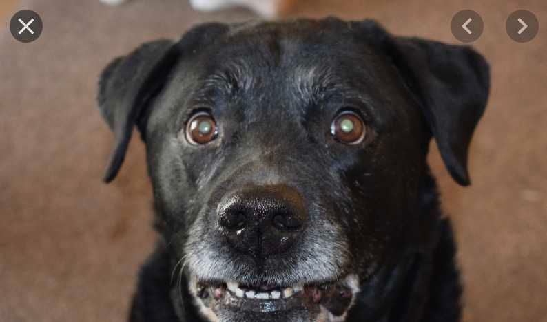 Smiling-Dog-Guilty-Smile Smiling Dog Guilty Smile