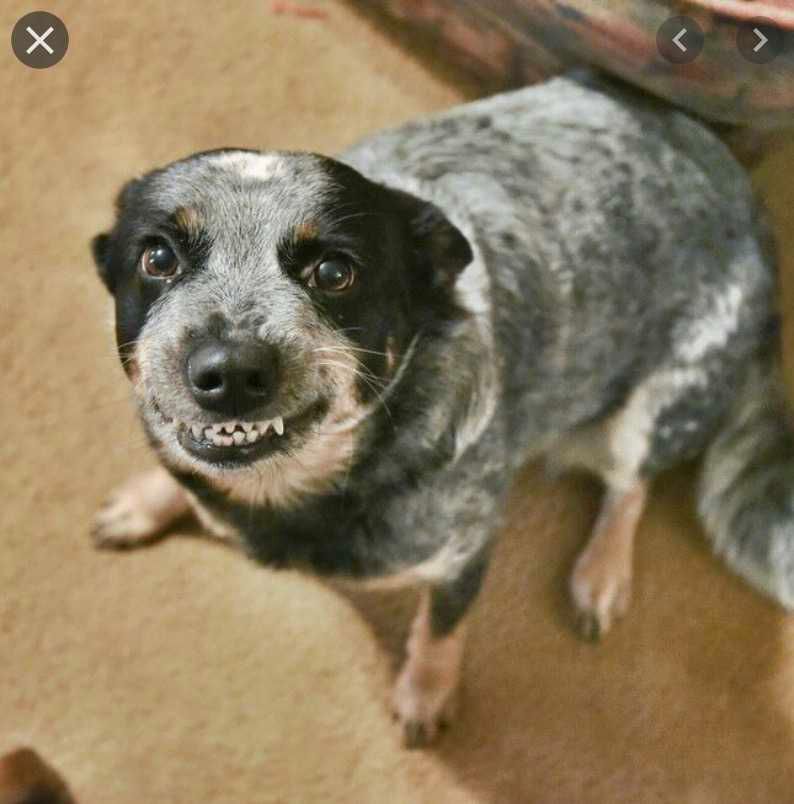 Smiling-Dog-I-Will-End-You Smiling Dog I Will End You Smile