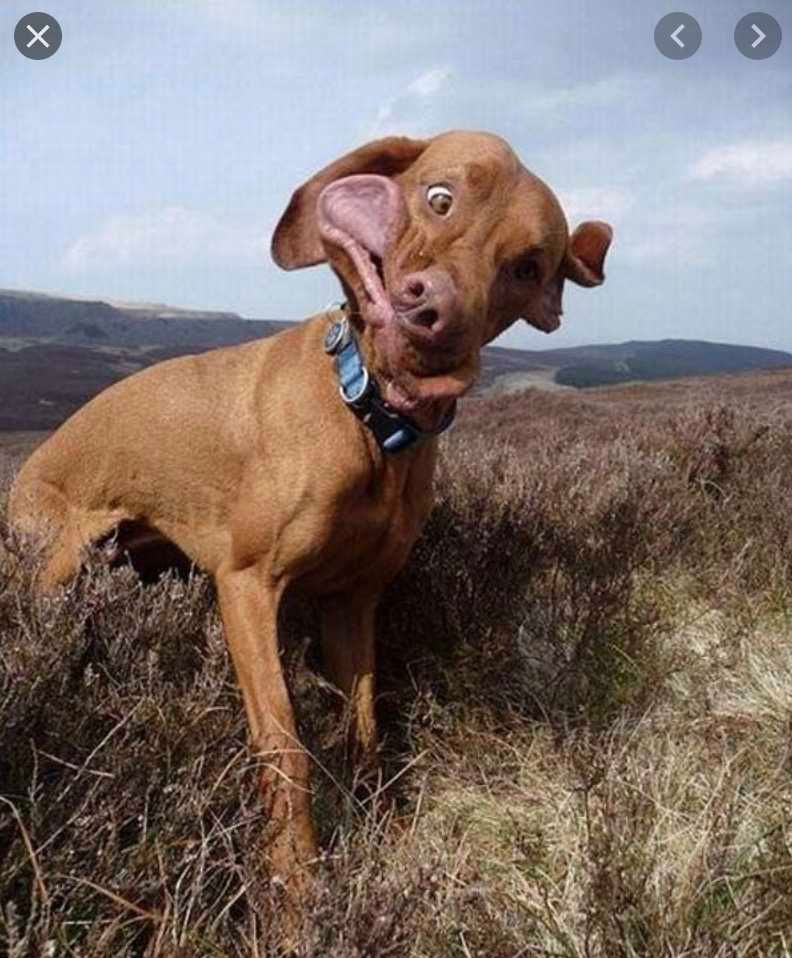 Smiling-Dog-In-Mid-Shake Smiling Dog Mid Shake Smile