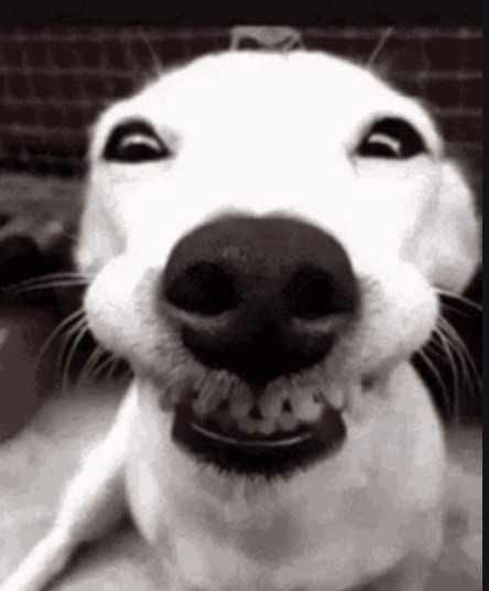 Smiling-Dog-Look-Into-Camera-Smile Smiling Dog Look Into The Camera