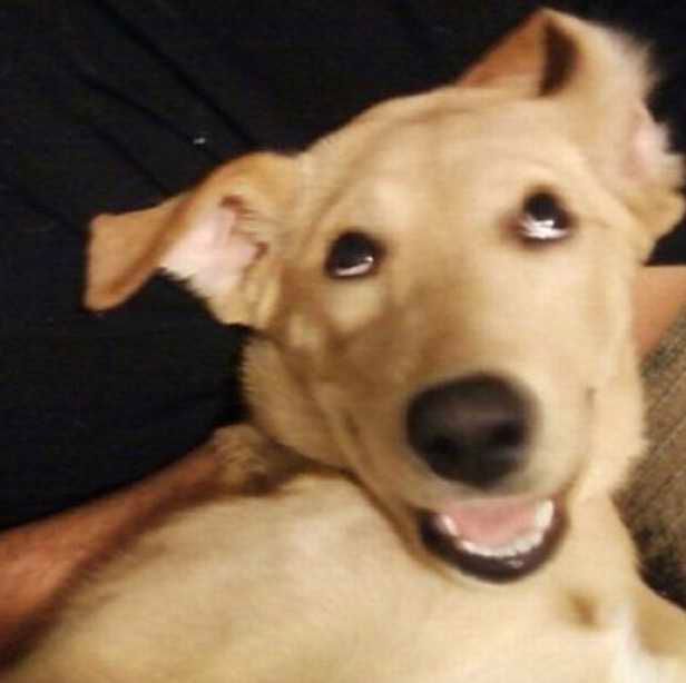 Smiling-Dog-My-Ears-So-Floppy-Smile Smiling Dog My Ears Are So Floppy
