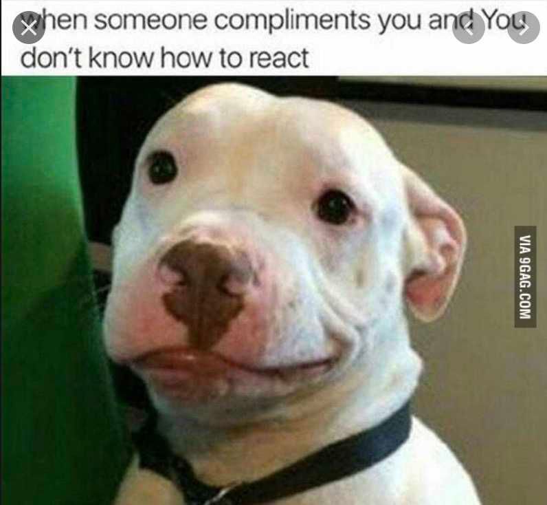 Smiling-Dog-Smug-Pitbull-Smile Smiling Dog Pitbull Smug Smile