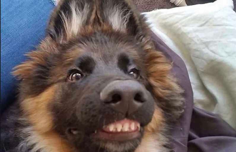 Toothy-Smiling-Dog-German-Shepard Smiling Dog German Shepard