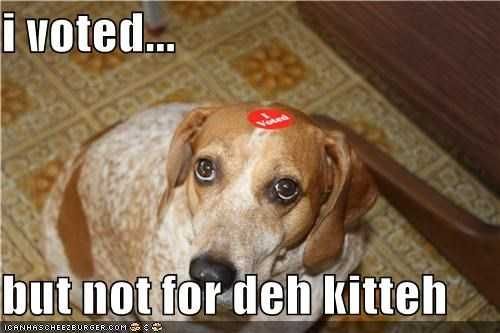 Voting-Not-Kitteh Funny Voting Memes Dog Dog Not Happy