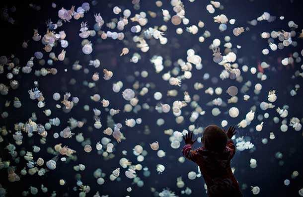 Timeless Photos  Jelly Fish