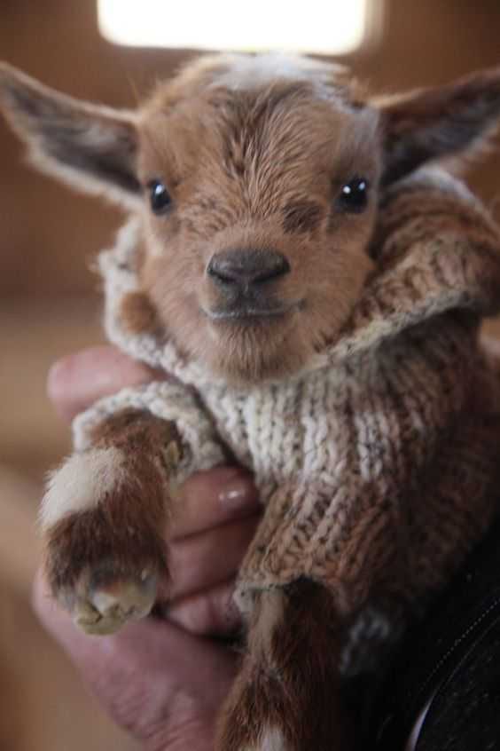 39C15B80E136C832D20556Efd22Bc57D Cute Baby Animal Pictures Baby Goat