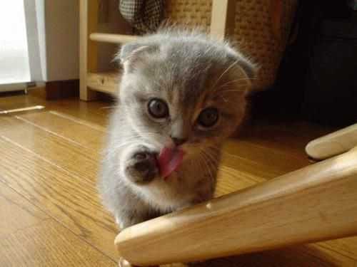 51B0E4Eac7E92Bcd0Ee9223132925978 Cutest Baby Animal Pictures Kitten