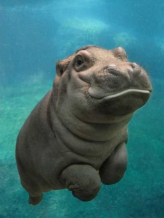 79Affe0E7Ddc1A02C9C7D2D26Acb0884 Cute Baby Animals Baby Hippo